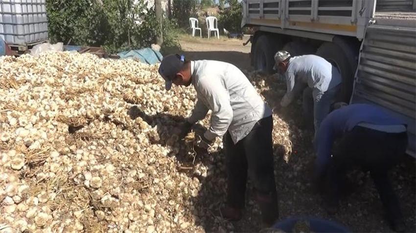 Aksaray'ın organik sarımsağına talep resmen patladı! İlk sırada ilaç firmaları var
