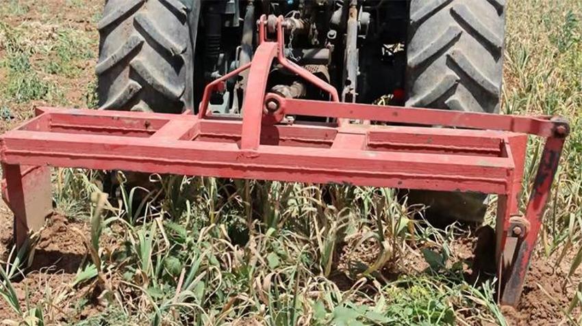Aksaray'ın organik sarımsağına talep resmen patladı! İlk sırada ilaç firmaları var