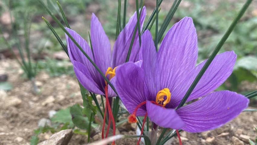 Karabük'te mucize bitki çiçek açmaya başladı! Kilogram fiyatı 320 bin TL'den satılıyor