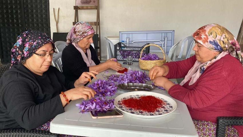 Karabük'te mucize bitki çiçek açmaya başladı! Kilogram fiyatı 320 bin TL'den satılıyor