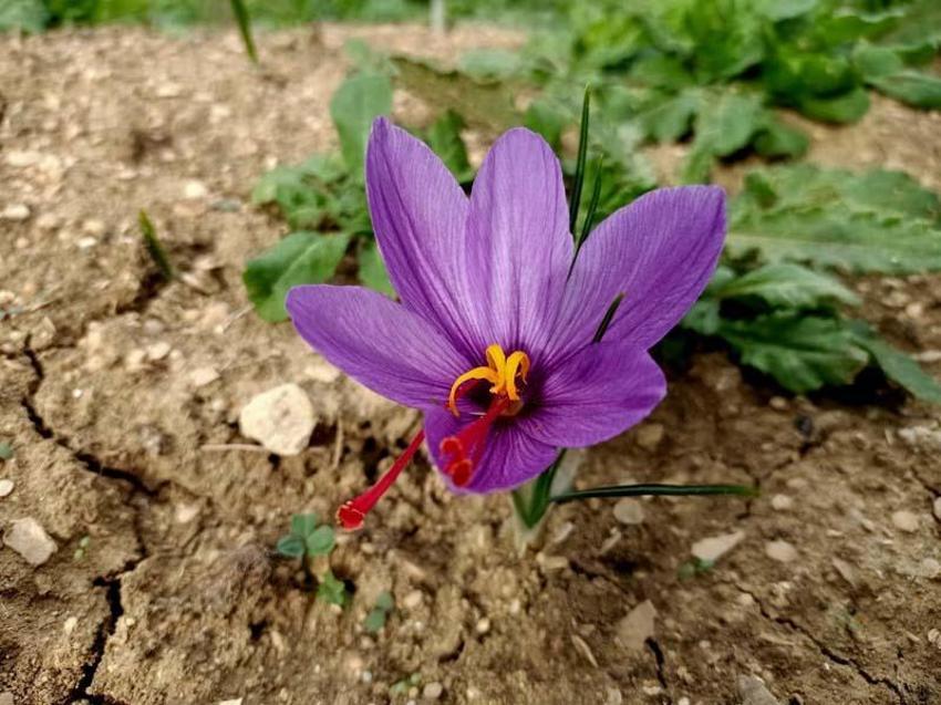 Karabük'te mucize bitki çiçek açmaya başladı! Kilogram fiyatı 320 bin TL'den satılıyor