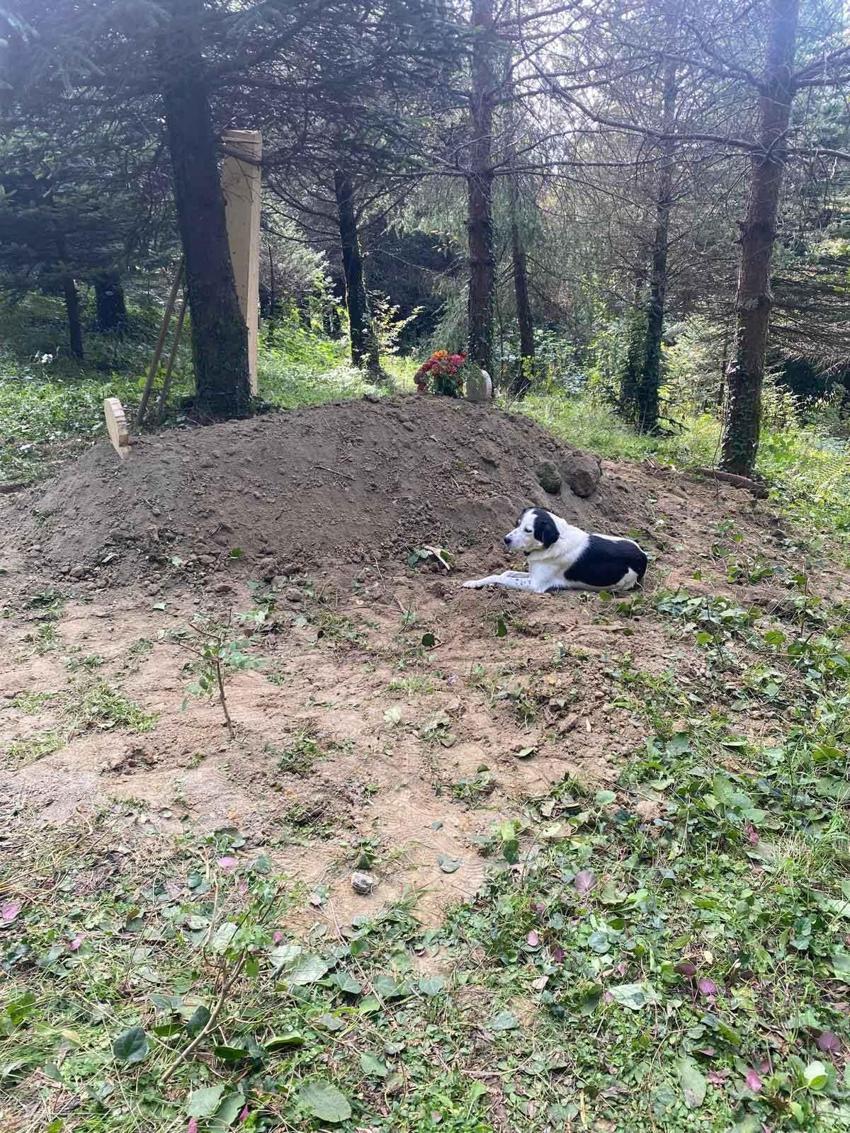 Sahibi ölen köpek mezarının başından ayrılmadı!