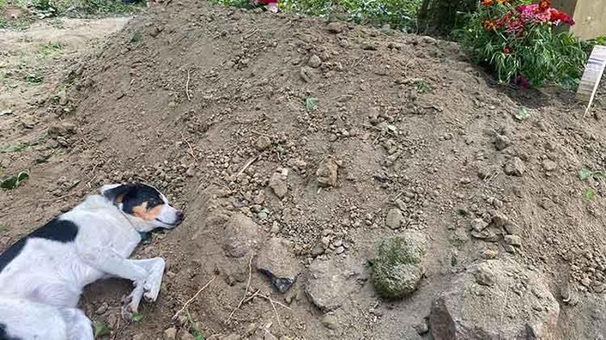 Sahibi ölen köpek mezarının başından ayrılmadı!