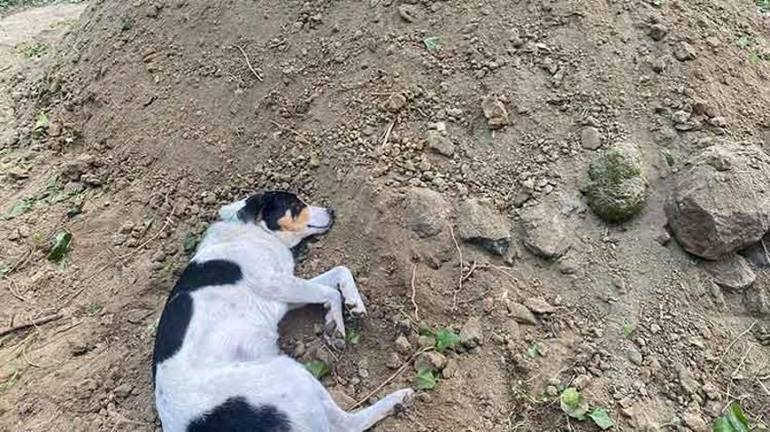 Sahibi ölen köpek mezarının başından ayrılmadı!