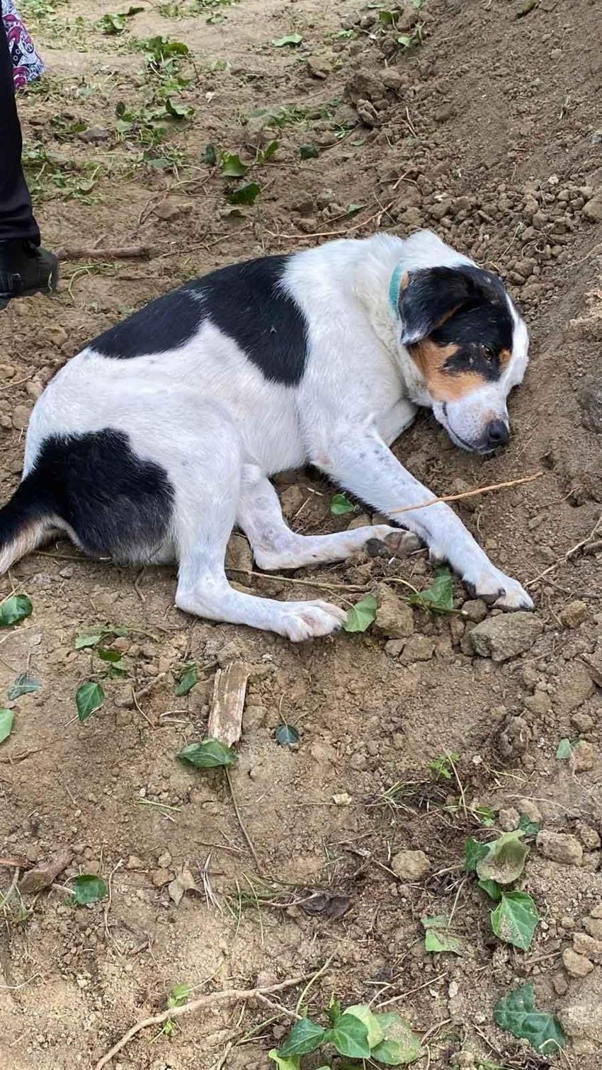 Sahibi ölen köpek mezarının başından ayrılmadı!