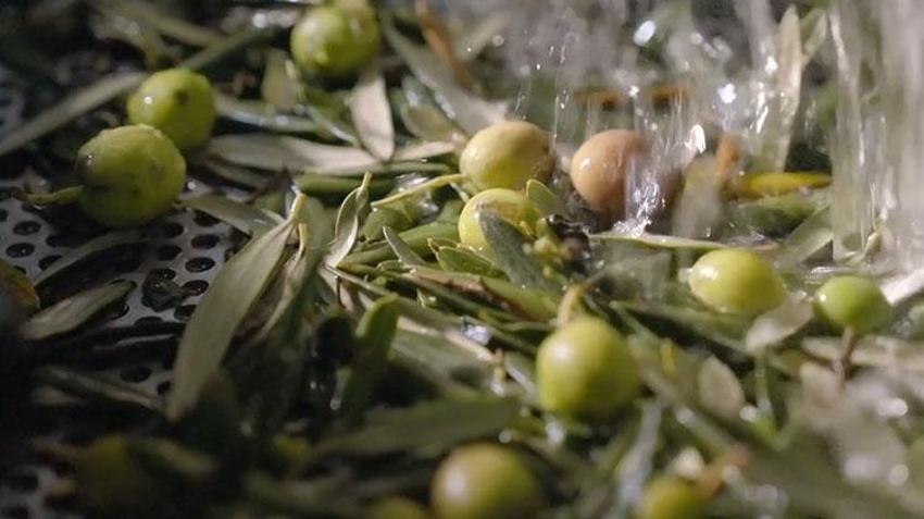 Ege Bölgesi'nde hasat başladı! Zeytin dünyanın dört bir yanına ihraç ediliyor
