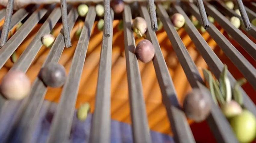 Ege Bölgesi'nde hasat başladı! Zeytin dünyanın dört bir yanına ihraç ediliyor