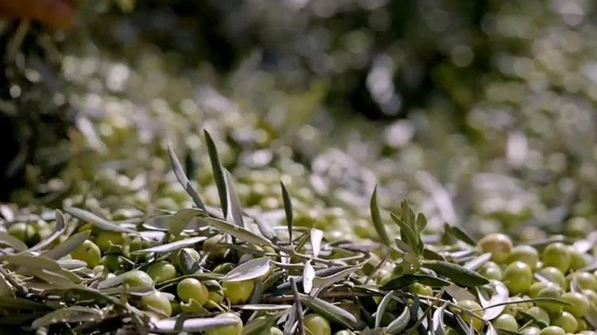 Ege Bölgesi'nde hasat başladı! Zeytin dünyanın dört bir yanına ihraç ediliyor