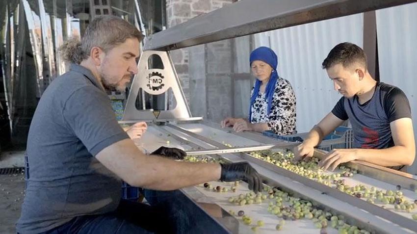 Ege Bölgesi'nde hasat başladı! Zeytin dünyanın dört bir yanına ihraç ediliyor