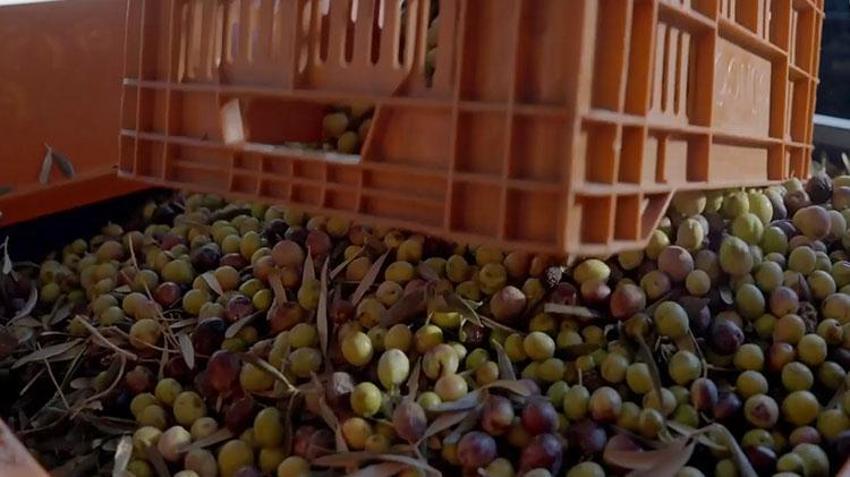 Ege Bölgesi'nde hasat başladı! Zeytin dünyanın dört bir yanına ihraç ediliyor
