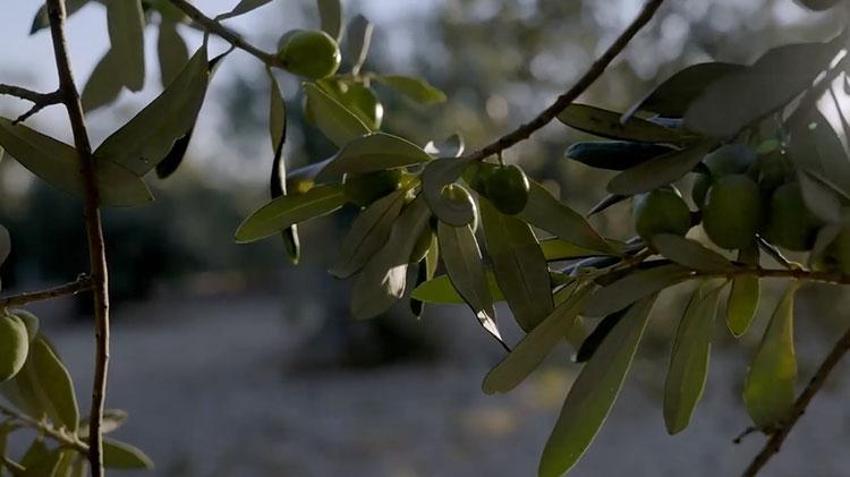 Ege Bölgesi'nde hasat başladı! Zeytin dünyanın dört bir yanına ihraç ediliyor
