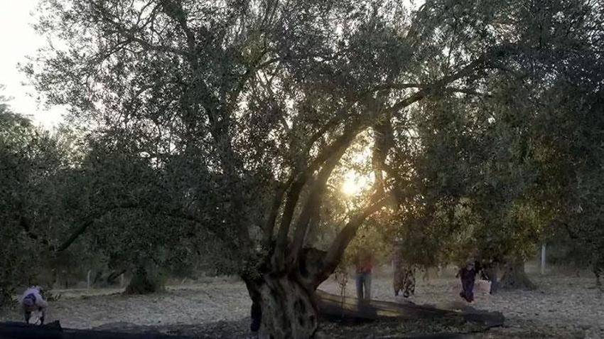 Ege Bölgesi'nde hasat başladı! Zeytin dünyanın dört bir yanına ihraç ediliyor
