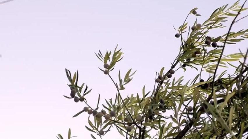 Ege Bölgesi'nde hasat başladı! Zeytin dünyanın dört bir yanına ihraç ediliyor