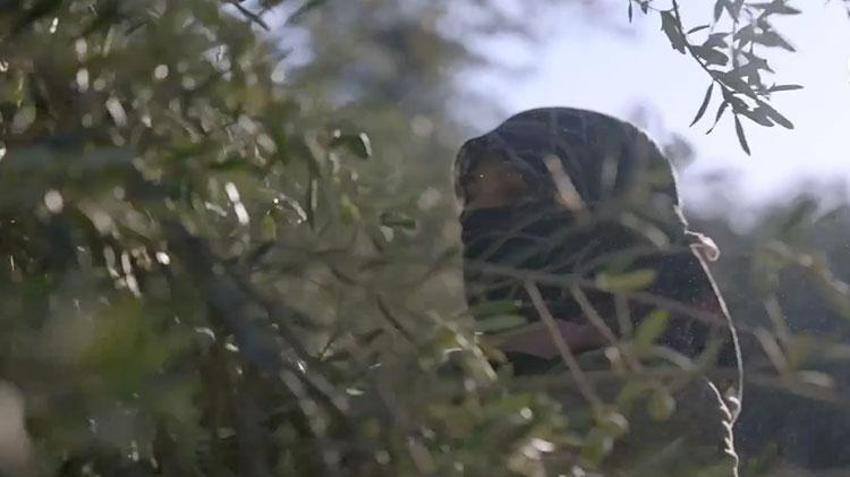 Ege Bölgesi'nde hasat başladı! Zeytin dünyanın dört bir yanına ihraç ediliyor
