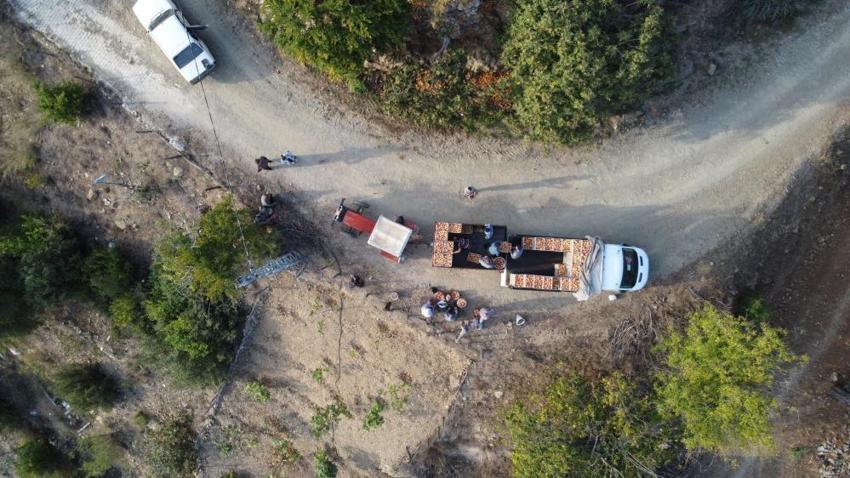 Adana'da tescilli Kuytucak narı hasadı başladı: Bahçede kilosu 20 liradan satılıyor