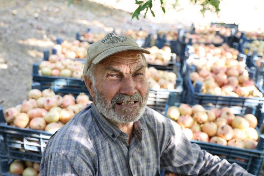 Adana'da tescilli Kuytucak narı hasadı başladı: Bahçede kilosu 20 liradan satılıyor