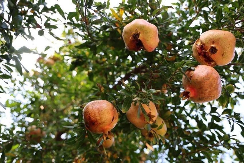 Adana'da tescilli Kuytucak narı hasadı başladı: Bahçede kilosu 20 liradan satılıyor