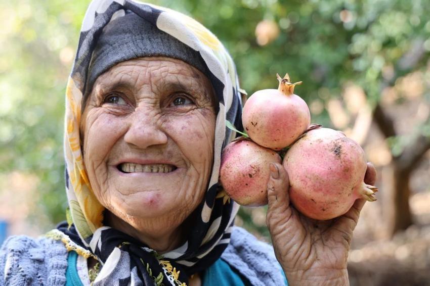 Adana'da tescilli Kuytucak narı hasadı başladı: Bahçede kilosu 20 liradan satılıyor