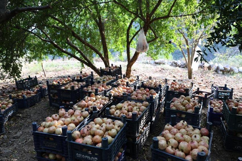 Adana'da tescilli Kuytucak narı hasadı başladı: Bahçede kilosu 20 liradan satılıyor