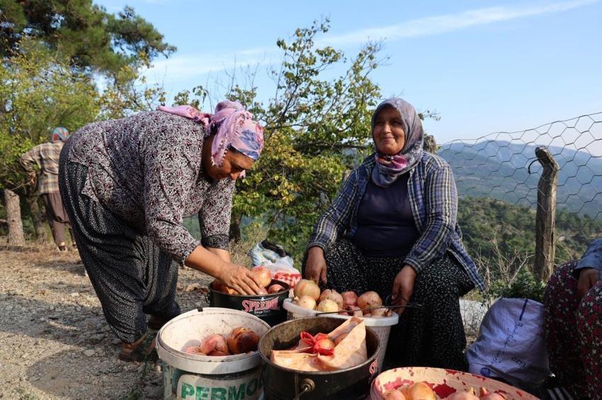 Adana'da tescilli Kuytucak narı hasadı başladı: Bahçede kilosu 20 liradan satılıyor