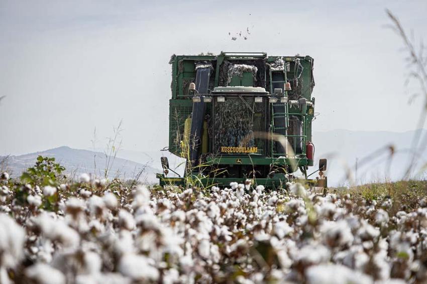 İzmir'de ovalarda kartpostallık görüntüler ortaya çıktı! Beyaz altında hasat vakti geldi