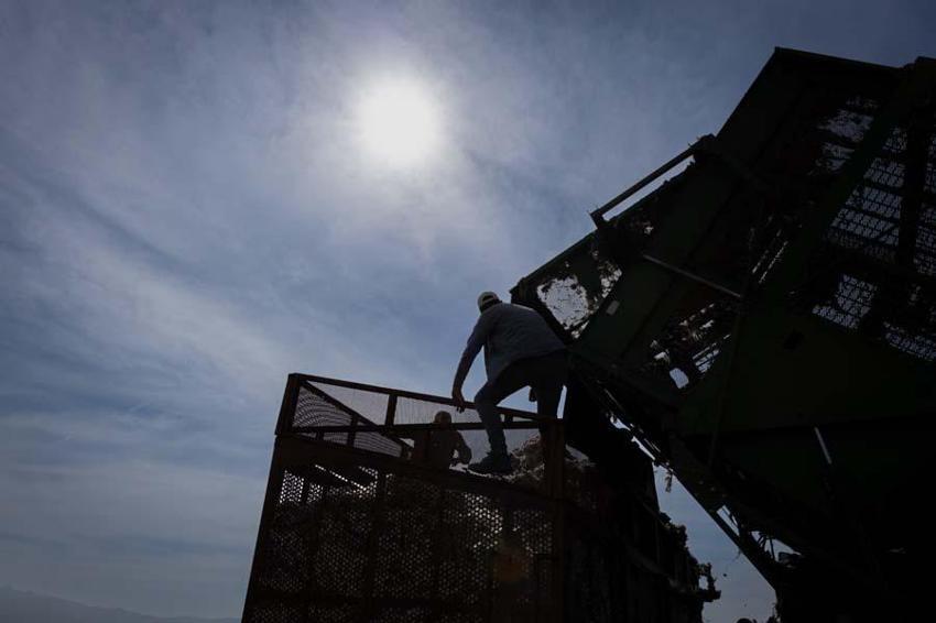 İzmir'de ovalarda kartpostallık görüntüler ortaya çıktı! Beyaz altında hasat vakti geldi