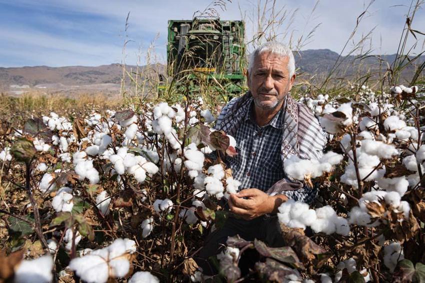 İzmir'de ovalarda kartpostallık görüntüler ortaya çıktı! Beyaz altında hasat vakti geldi