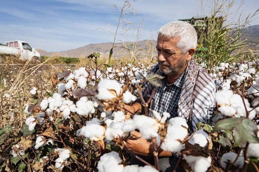 İzmir'de ovalarda kartpostallık görüntüler ortaya çıktı! Beyaz altında hasat vakti geldi