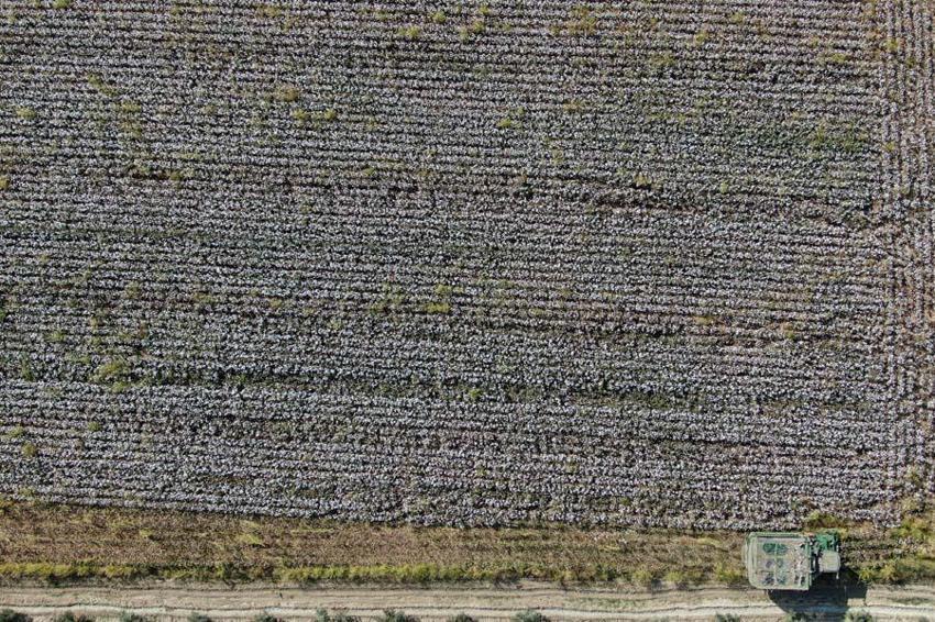 İzmir'de ovalarda kartpostallık görüntüler ortaya çıktı! Beyaz altında hasat vakti geldi