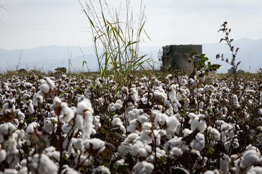 İzmir'de ovalarda kartpostallık görüntüler ortaya çıktı! Beyaz altında hasat vakti geldi