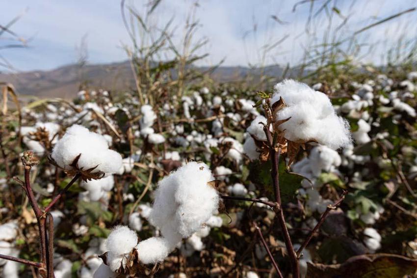 İzmir'de ovalarda kartpostallık görüntüler ortaya çıktı! Beyaz altında hasat vakti geldi