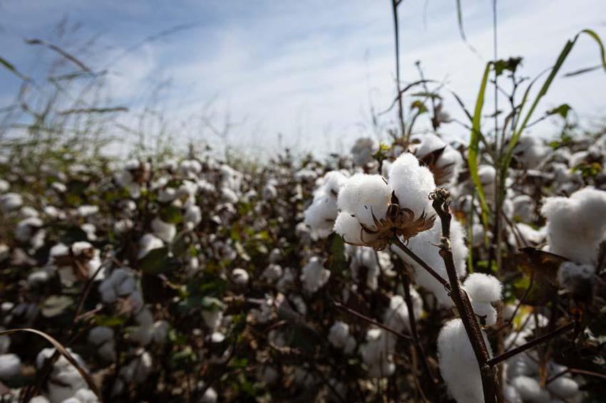 İzmir'de ovalarda kartpostallık görüntüler ortaya çıktı! Beyaz altında hasat vakti geldi