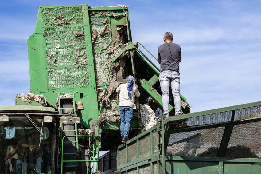 İzmir'de ovalarda kartpostallık görüntüler ortaya çıktı! Beyaz altında hasat vakti geldi