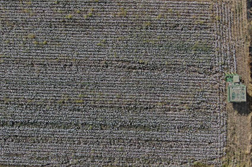 İzmir'de ovalarda kartpostallık görüntüler ortaya çıktı! Beyaz altında hasat vakti geldi