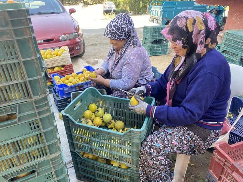 Manisa'da üretiliyor kalp dahil birçok organa iyi geliyor! Kilosu 10 Euro'dan yok satıyor