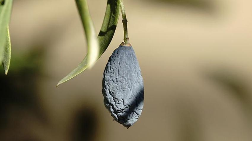 Balıkesir'de üreticilere kötü haber! Bu sene maalesef olmadı, fiyatlara yansıyacak