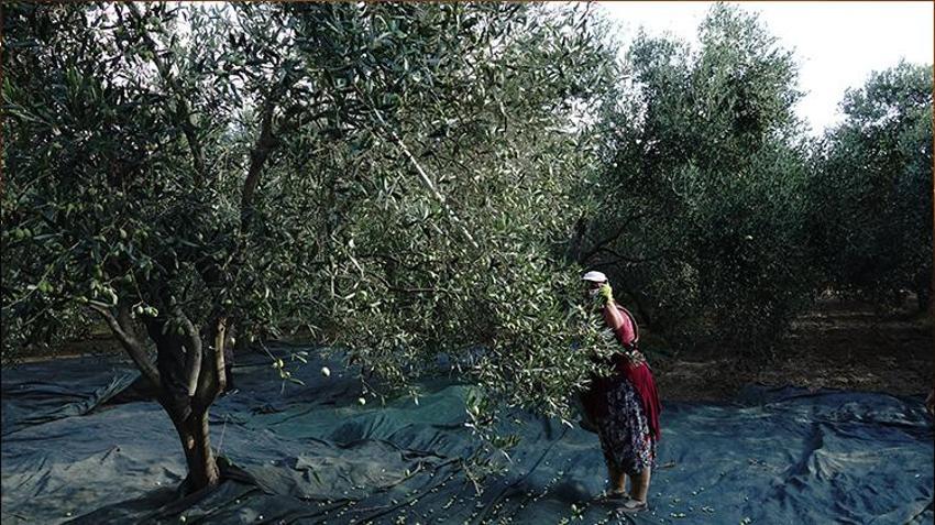 Balıkesir'de üreticilere kötü haber! Bu sene maalesef olmadı, fiyatlara yansıyacak