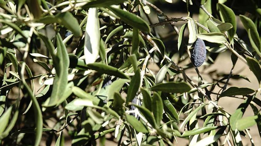 Balıkesir'de üreticilere kötü haber! Bu sene maalesef olmadı, fiyatlara yansıyacak