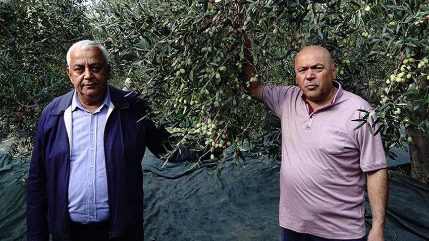 Balıkesir'de üreticilere kötü haber! Bu sene maalesef olmadı, fiyatlara yansıyacak