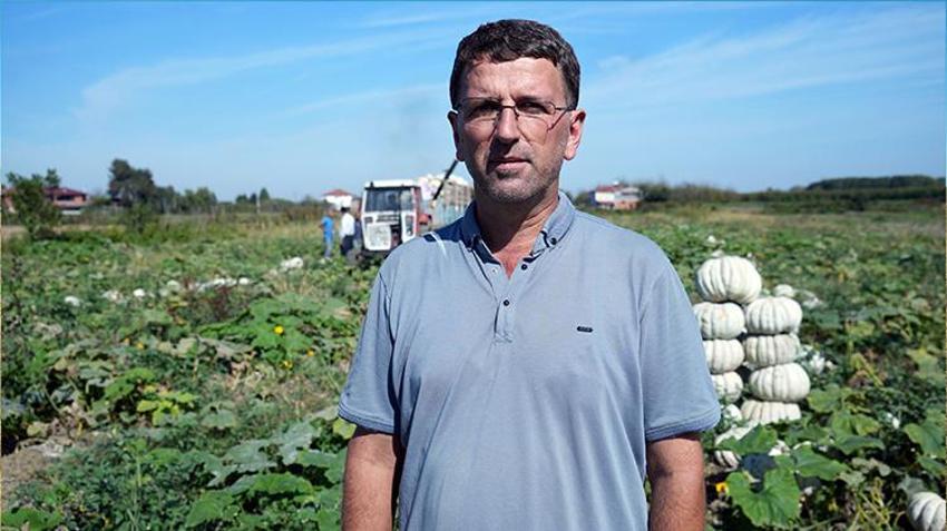 Sakarya'da ona ‘elmas' deniliyor! Beyaz kestane kabağının hasadı başladı