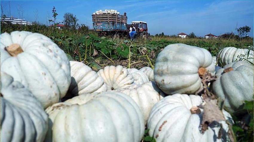 Sakarya'da ona ‘elmas' deniliyor! Beyaz kestane kabağının hasadı başladı