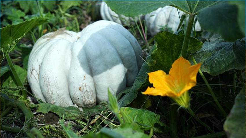 Sakarya'da ona ‘elmas' deniliyor! Beyaz kestane kabağının hasadı başladı