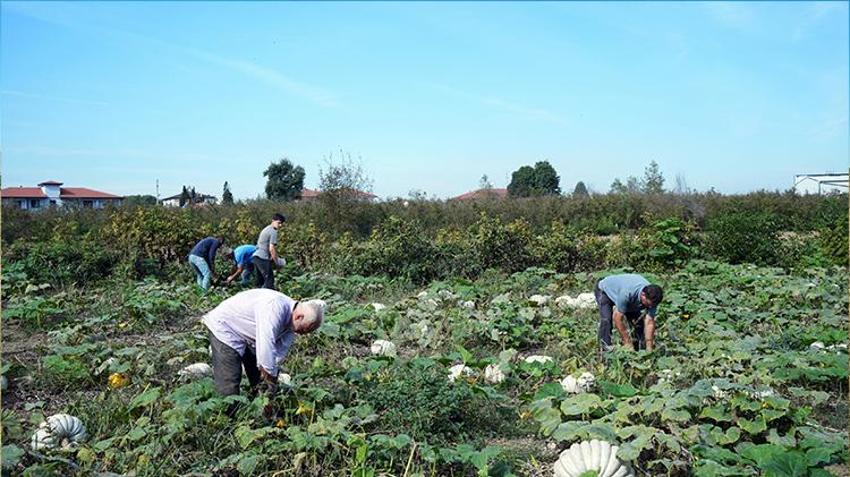 Sakarya'da ona ‘elmas' deniliyor! Beyaz kestane kabağının hasadı başladı