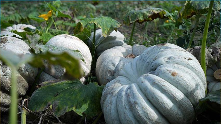 Sakarya'da ona ‘elmas' deniliyor! Beyaz kestane kabağının hasadı başladı