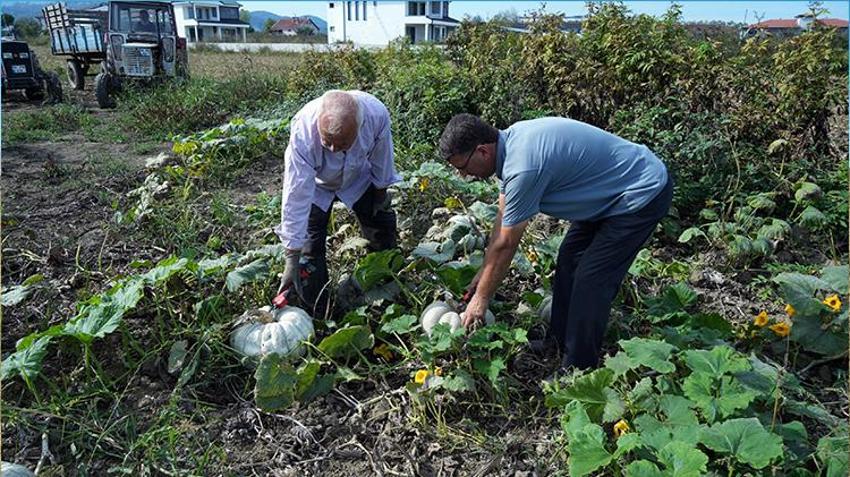 Sakarya'da ona ‘elmas' deniliyor! Beyaz kestane kabağının hasadı başladı
