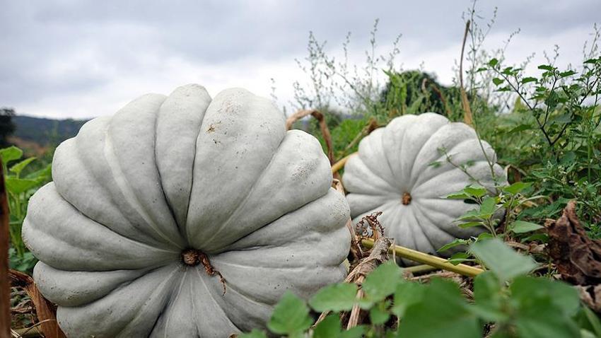 Sakarya'da ona ‘elmas' deniliyor! Beyaz kestane kabağının hasadı başladı