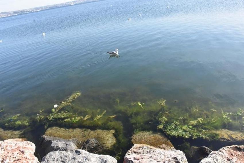 İzmir Körfezi kıyısı yosunlarla kaplandı