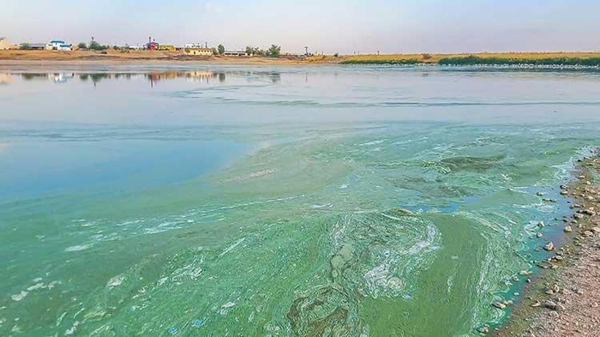 Diyarbakır'ın kuş cenneti Kabaklı gölü yok olma tehlikesiyle karşı karşıya! Tarım ilaçları ve kuraklık biyoçeşitliliği tehdit ediyor
