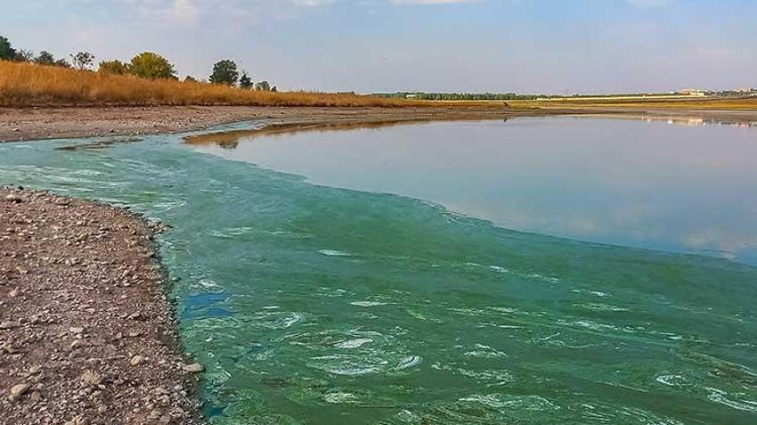 Diyarbakır'ın kuş cenneti Kabaklı gölü yok olma tehlikesiyle karşı karşıya! Tarım ilaçları ve kuraklık biyoçeşitliliği tehdit ediyor