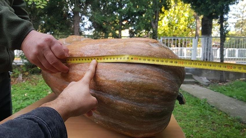 Karabük'te görenleri şaşırtan olay! 40 kilogramlık 110 santimetrelik dev ilgi odağı oldu